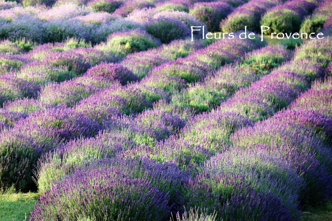 Apartmán Fleurs De Provence LʼIsle-sur-la-Sorgue Exteriér fotografie